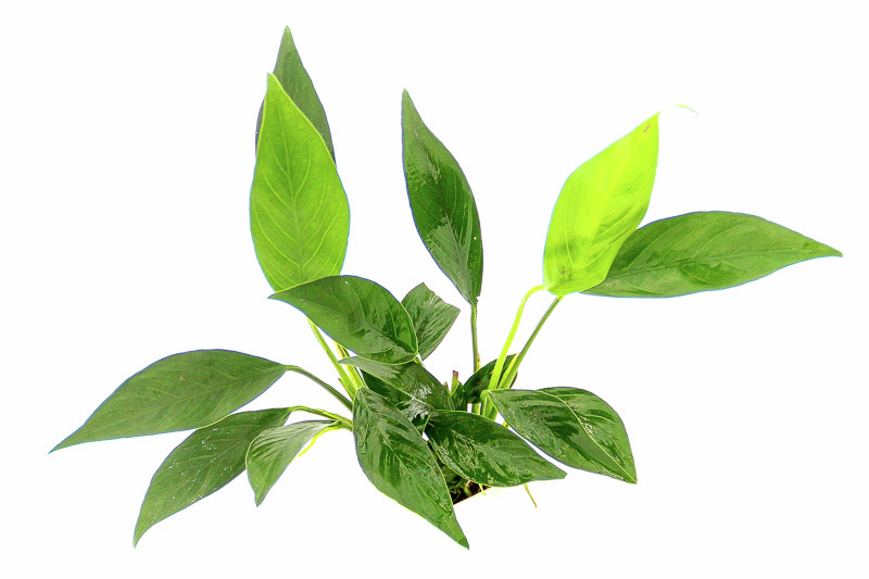 Anubias barteri var. nana, Wasserpflanze für Süßwasseraquarien, pflegeleicht, kompakt, dunkelgrüne Blätter, wenig Lichtbedarf.