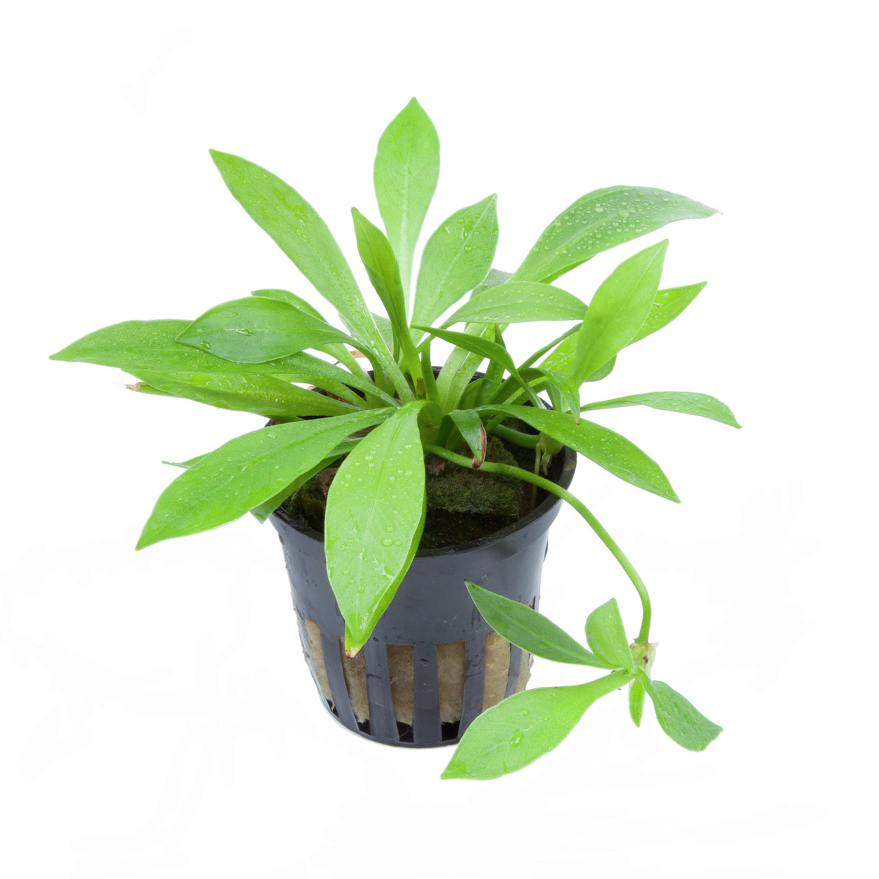 Tropica Aquarienpflanze im Kunststofftopf, für Aquarienliebhaber, grün, längliche Blätter, Dekoration & Sauerstoff, EAN: 5703249068002.