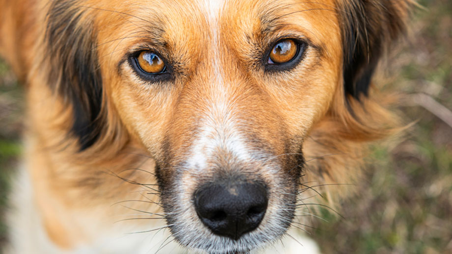 Koerpersprache Beim Hund Teaser