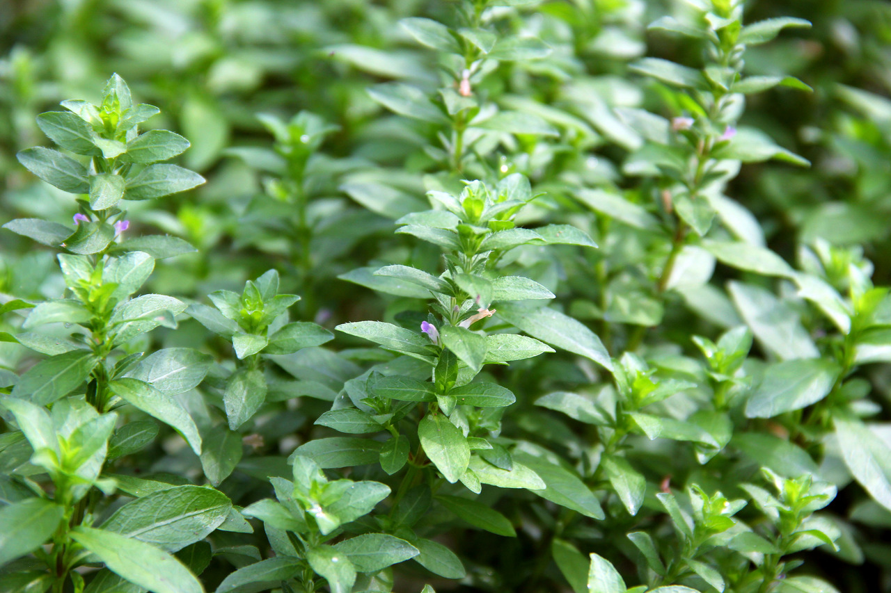 ALOHA Hygrophila polysperma