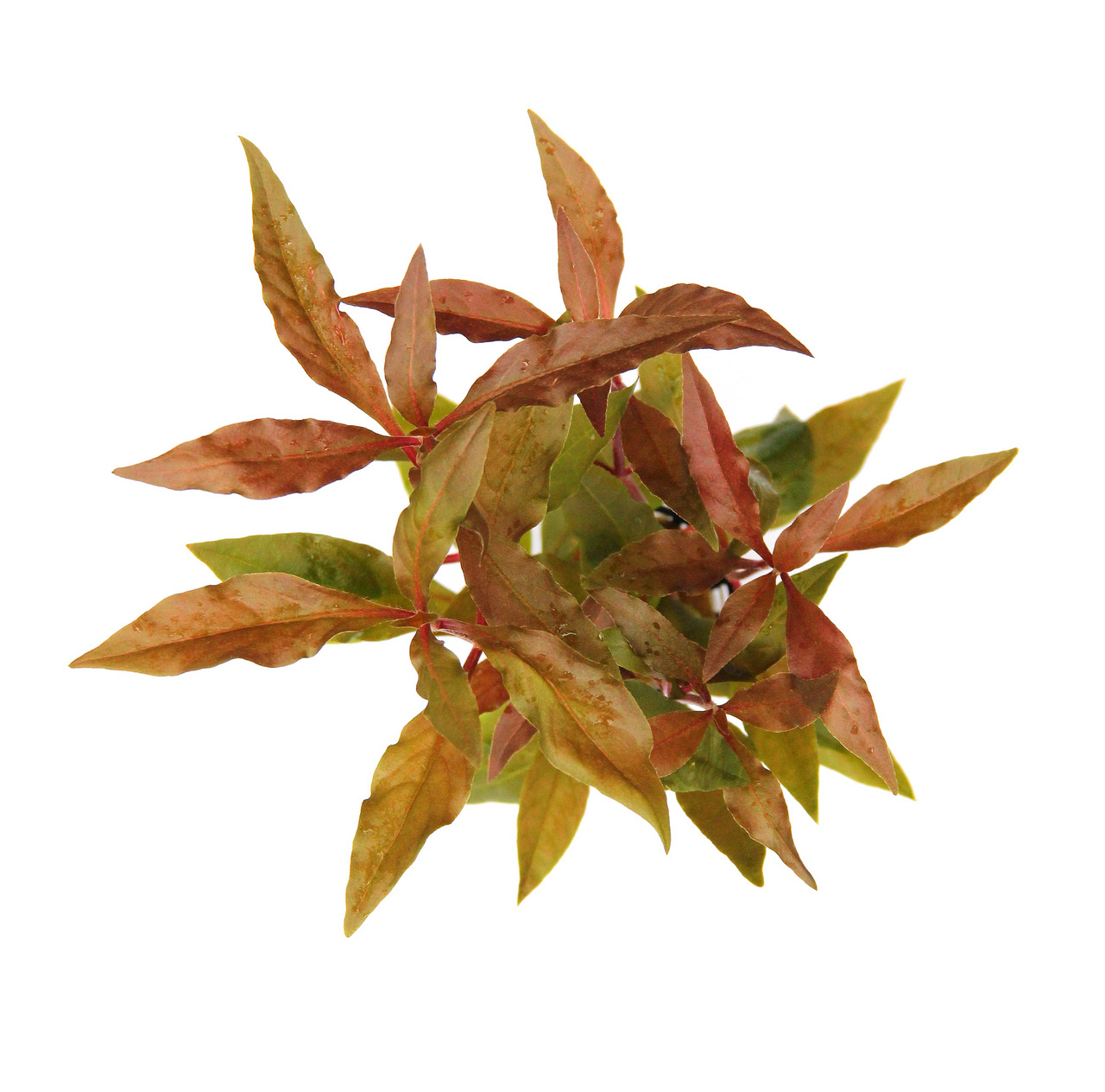 Das Bild zeigt die Wasserpflanze Alternanthera reineckii 'Mini', eine beliebte Aquarienpflanze mit rötlich-grünen Blättern. Sie eignet sich ideal für Aquarienliebhaber, die eine farbenfrohe und pflegeleichte Pflanze suchen. Die kompakte Wuchsform macht si