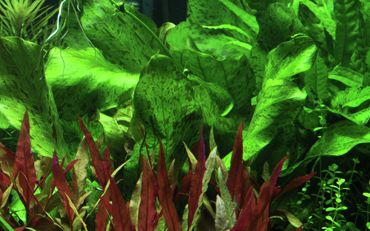Tropica Aquarienpflanzen, ideal für Süßwasseraquarien, rote & grüne Blätter, dekorativ, gesundes Wachstum fördernd.