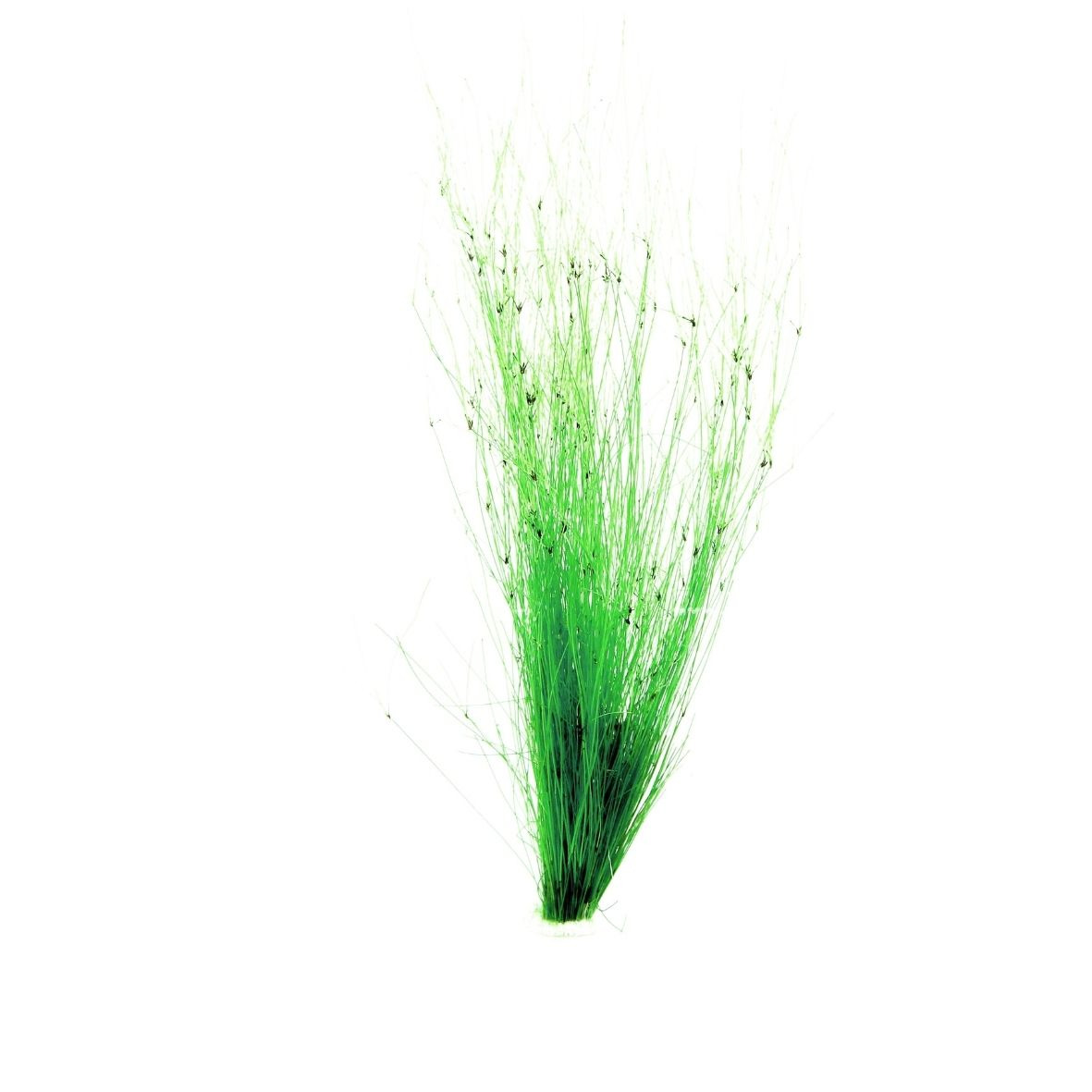 ALOHA Eleocharis vivipara