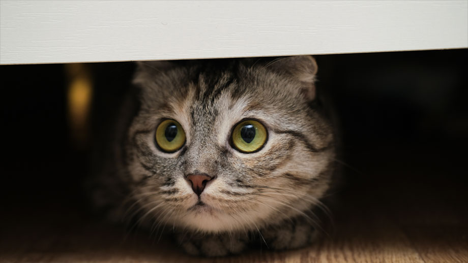 Getigerte Katze blickt ängstlich aus einem Versteck hervor.