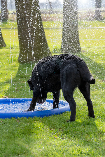 Holland Animal Care Wasserspielzeug für Hunde, erfrischend an heißen Tagen, ideal für aktive Hunde, die Spaß & Abkühlung suchen.