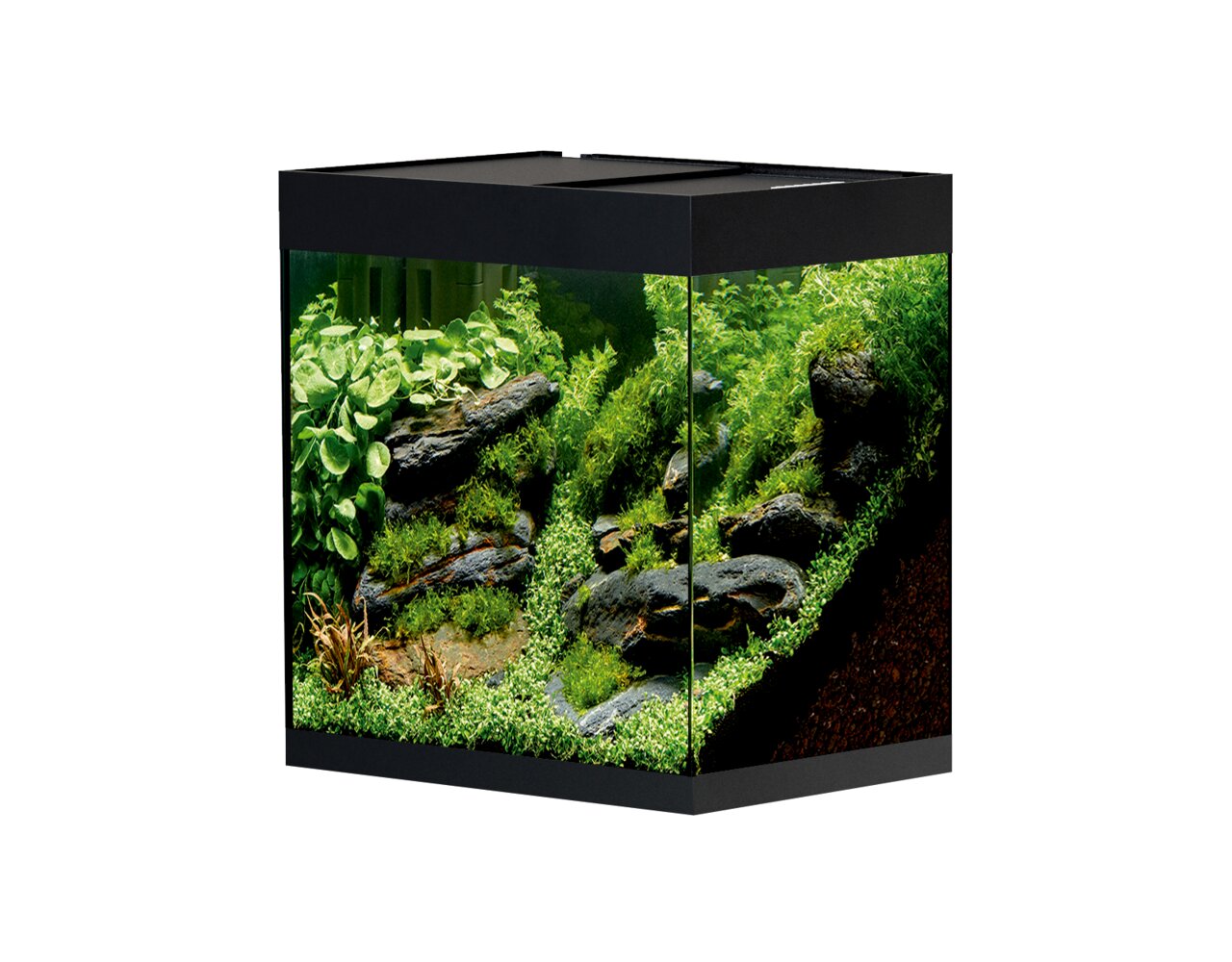 Oase HighLine Cube 60 Nano-Aquarium, 60L, für Süßwasserfische & Pflanzen, modernes Design, ideal für kleine Fischarten-Garnelen.