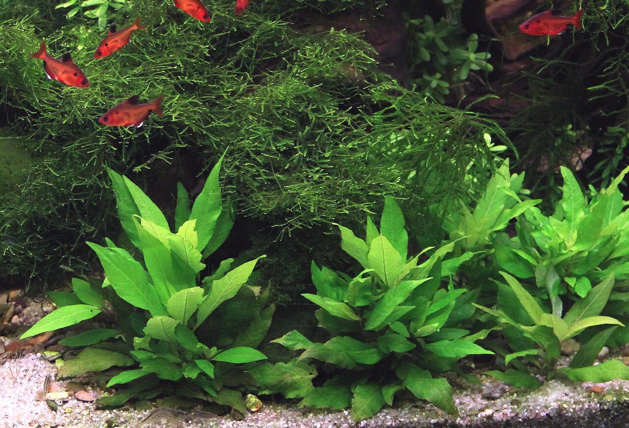 Üppig bepflanztes Aquarium mit grünen Wasserpflanzen, Moos, hellem Kies & roten Zierfischen (Rote Phantomsalmler) im oberen Bereich.