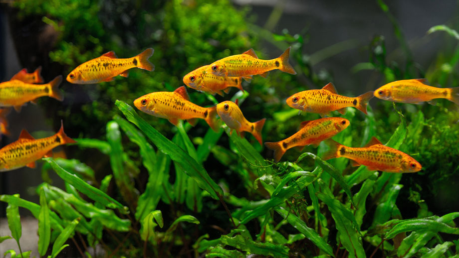 Aquarium Im Sommer Teaser