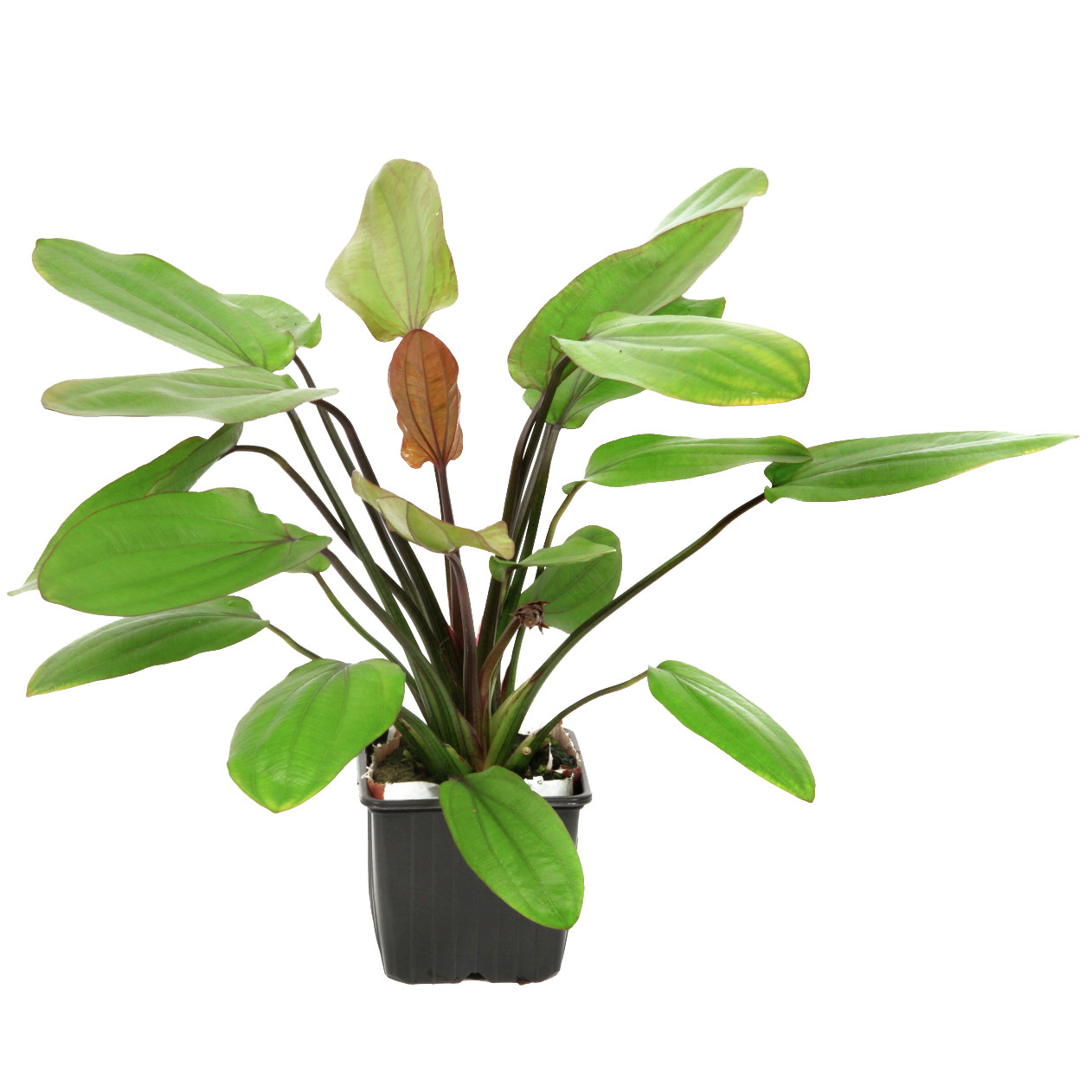 Tropica Echinodorus bleheri, grüne Aquarienpflanze im Kunststofftopf, ideal für Süßwasseraquarien, bietet Fischen Verstecke.