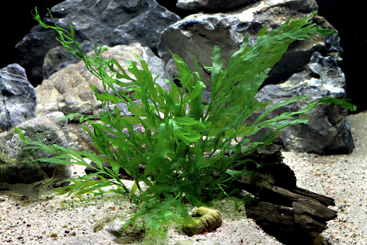 ALOHA Wasserpflanze, für Aquarienliebhaber, Dekoration & Versteck für Fische/Garnelen, satter Grünton, natürliche Atmosphäre.