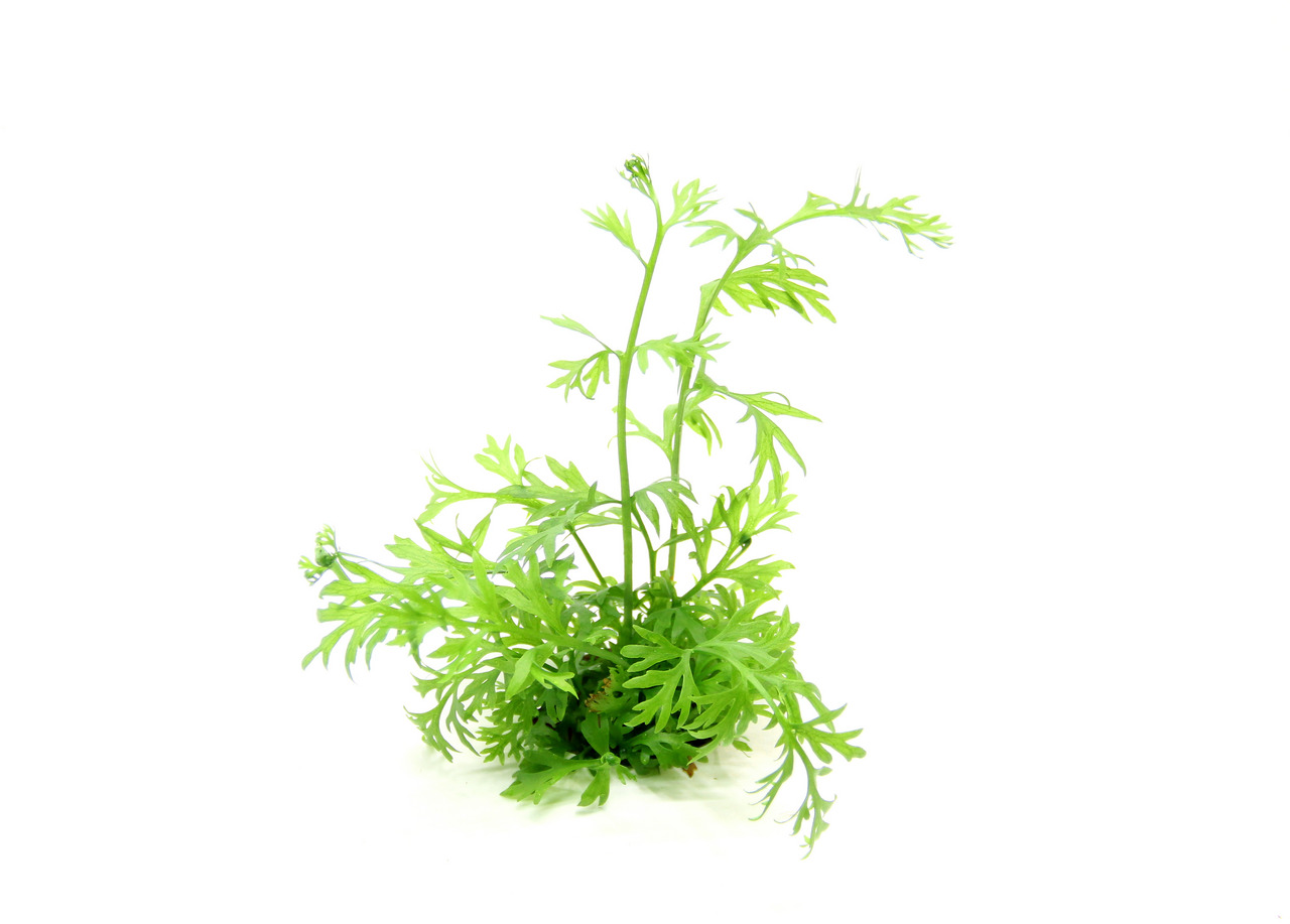 ALOHA künstl. Aquariumpflanze, für Aquarienliebhaber & Fischhalter, lebhafter Grünton, filigrane Blätter, Deko & Versteckmöglichkeit.