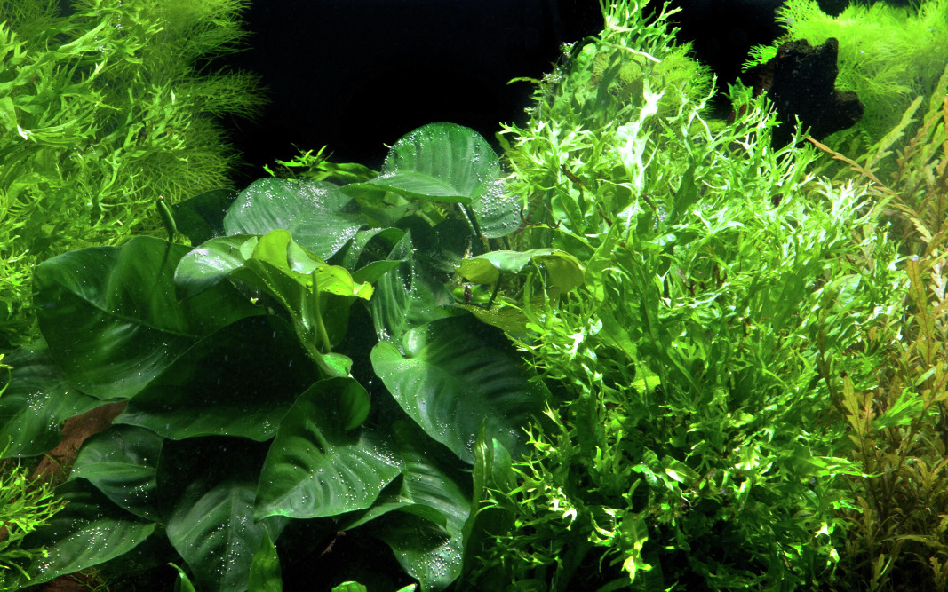 Tropica Aquarienpflanzen, frisch & gesund, ideal für Aquarienliebhaber. Enthält großblättrige Anubias & feingliedrige Wasserpflanzen.