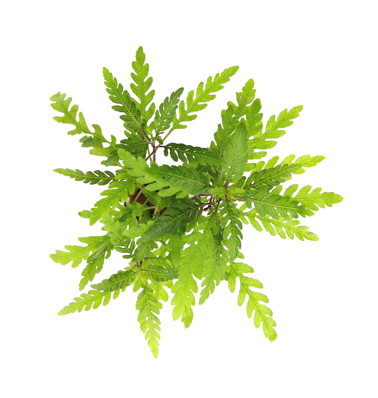 Grüne Pflanze mit gefiederten Blättern, frisch & lebendig, sattes Grün, wächst in alle Richtungen, vor weißem Hintergrund hervorgehoben.