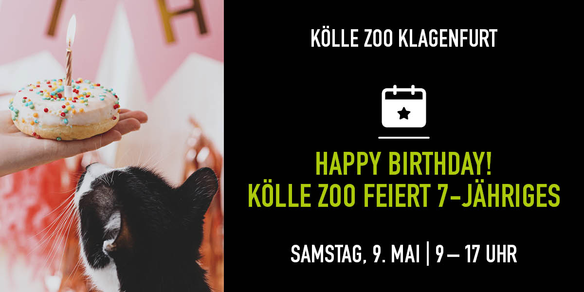 Katze schaut hoch auf Hand mit Geburtstagskuchen. Rechte Seite Infos zum Event.
