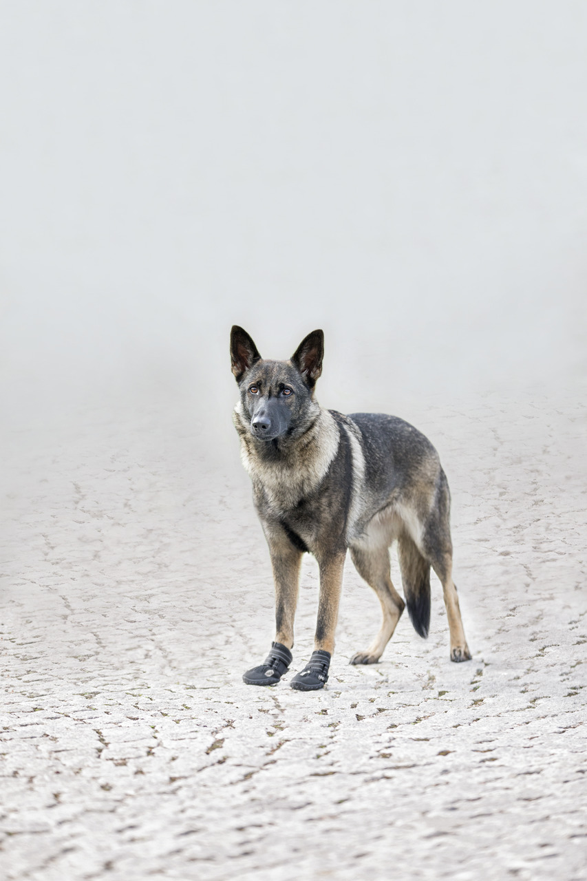 Trixie Pfotenschutz Walker Active Hunde Schuhe L - XL
