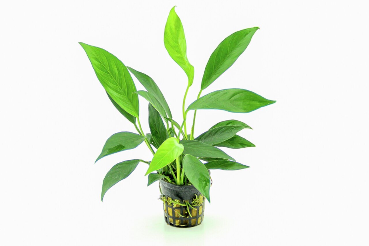 Das Bild zeigt eine grüne Wasserpflanze der Marke ALOHA, die in einem kleinen schwarzen Gittertopf präsentiert wird. Die Pflanze hat längliche, kräftig grüne Blätter und eignet sich ideal für Aquarien. Sie ist gesund und vital, was auf eine hochwertige Pf