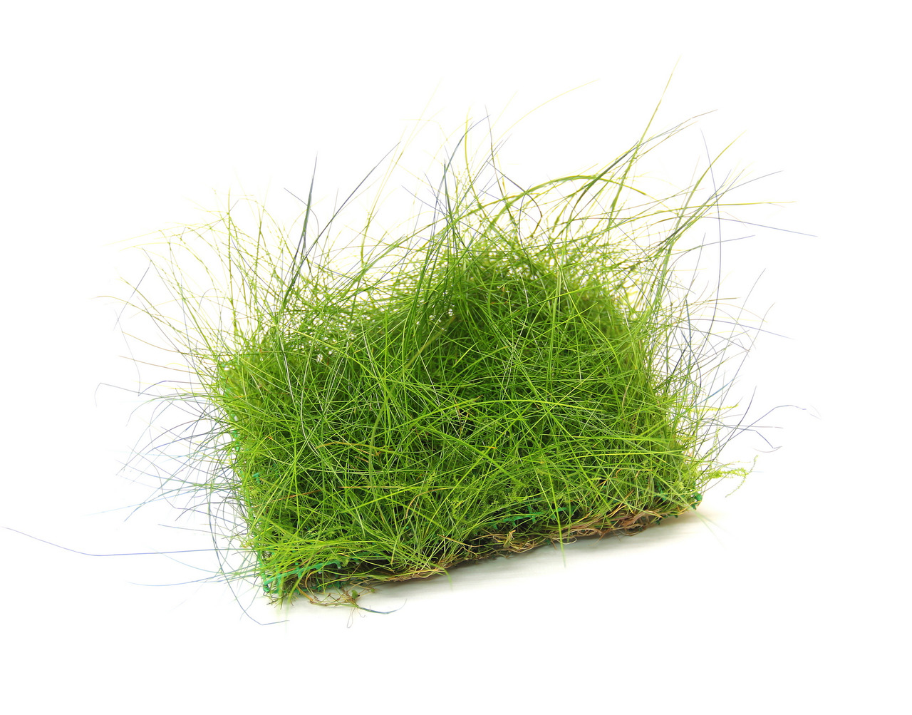 ALOHA Eleocharis acicularis PAD