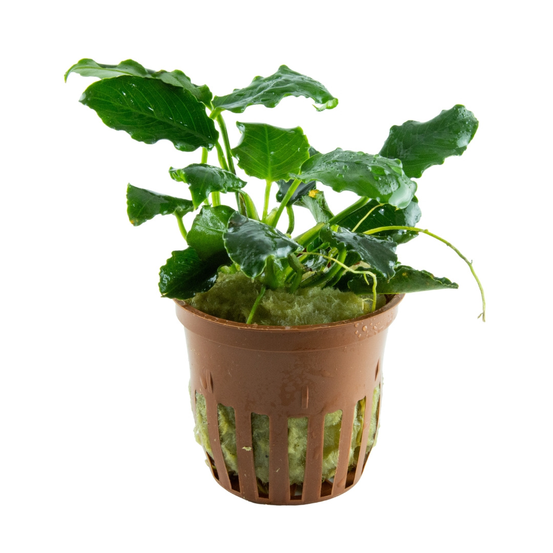 Tropica Aquarienpflanze, ideal für Süßwasseraquarien, kräftige dunkelgrüne Blätter, im Kunststofftopf mit Steinwollsubstrat.