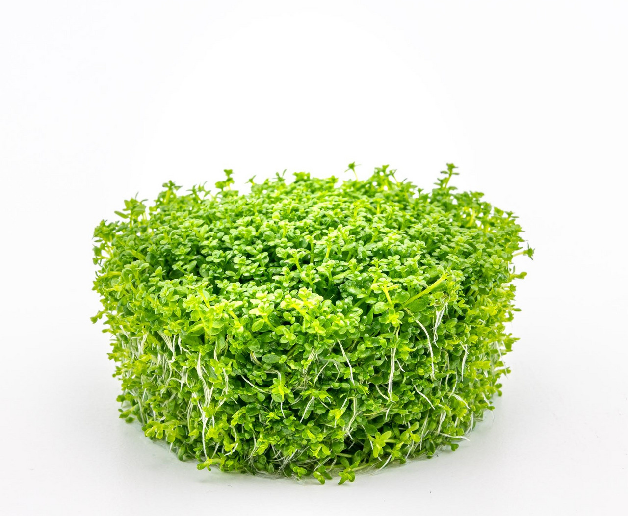 Frischer Kressewürfel mit saftigen Blättern & feinen Wurzeln, ideal zum Verfeinern von Gerichten. Würzig-frisch, perfekt für die Küche.