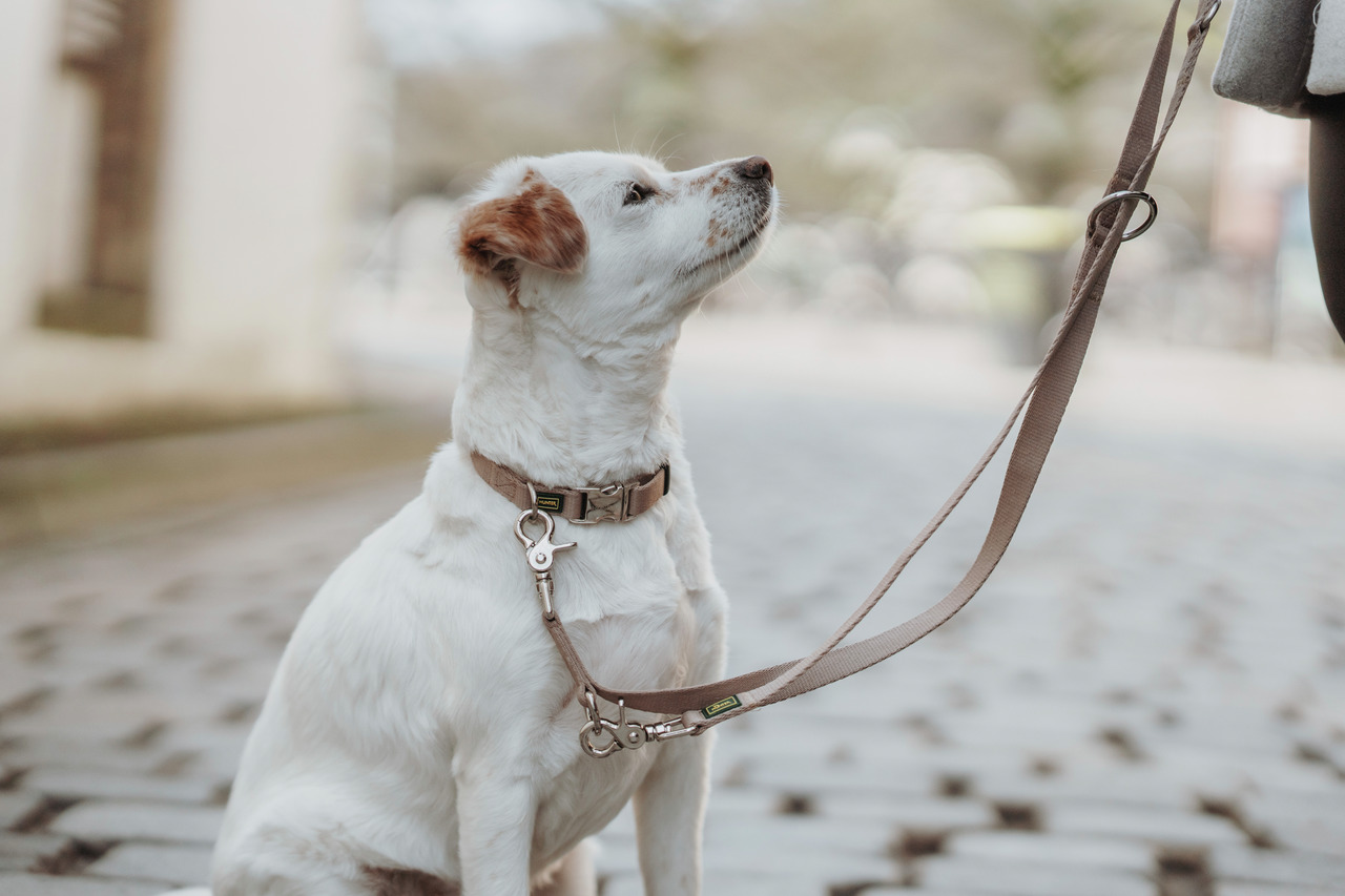 HUNTER Halsband & Leine für Hunde, beige, robust, mit Karabiner, Komfort & Sicherheit, ideal für qualitätsbewusste Hundebesitzer.