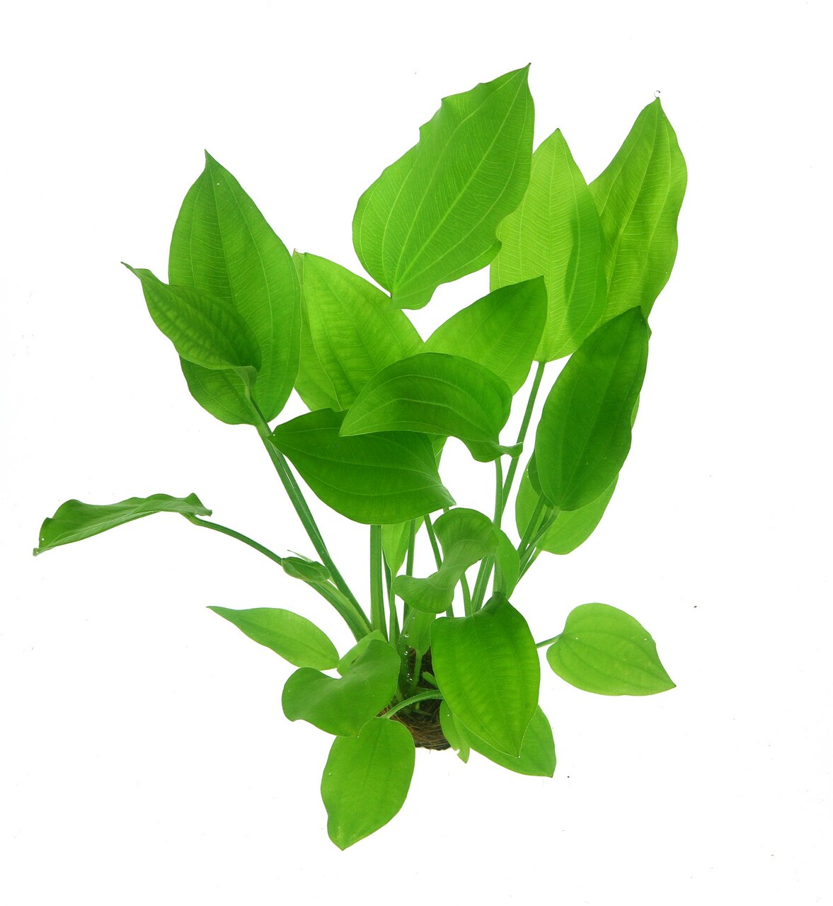 Das Bild zeigt eine grüne Wasserpflanze der Marke ALOHA, die für Aquarien geeignet ist. Die Pflanze hat kräftige, längliche Blätter mit einer satten grünen Farbe und ist auf einem weißen Hintergrund abgebildet. Sie dient als Dekoration und Sauerstoffliefe