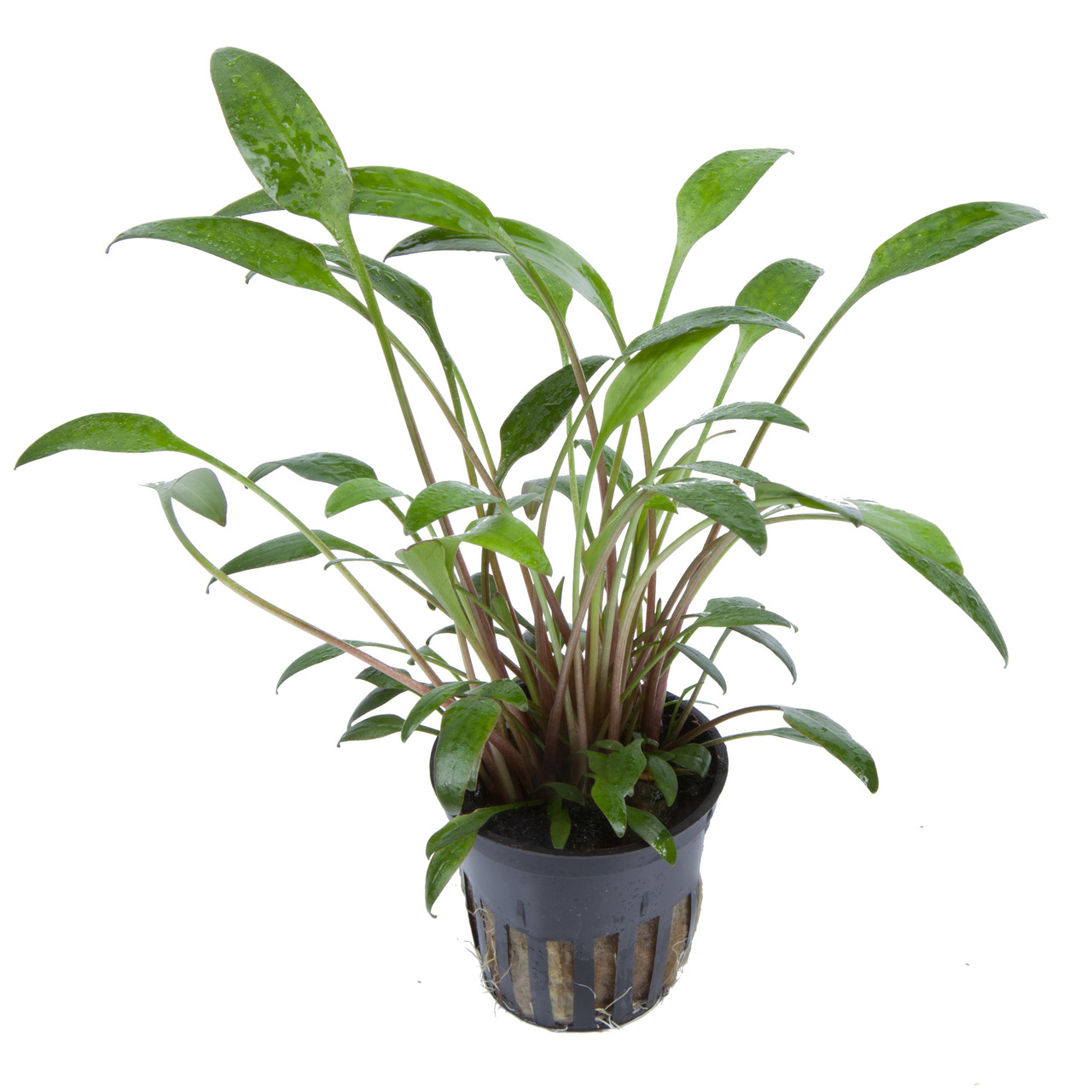 Tropica Aquarienpflanze, ideal für Süßwasseraquarien, verbessert Wasserqualität, grüne Blätter, im schwarzen Topf, EAN: 5703249107008.