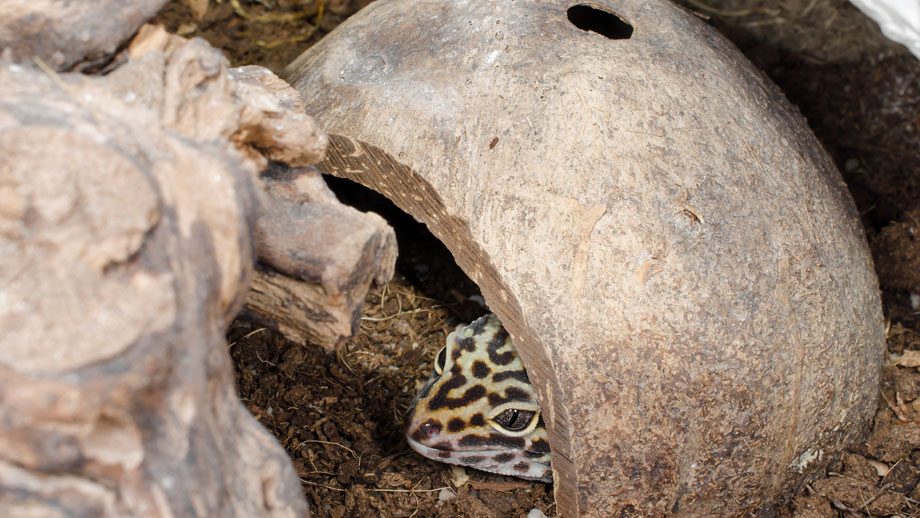 Leopardgecko in einem Versteck