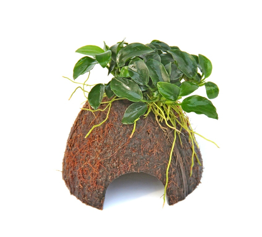 ALOHA Kokosnuss-Versteck m. Pflanze, für Reptilien & kl. Tiere, nat. Schutz, halbe Kokosnussschale, künstl. Pflanze.