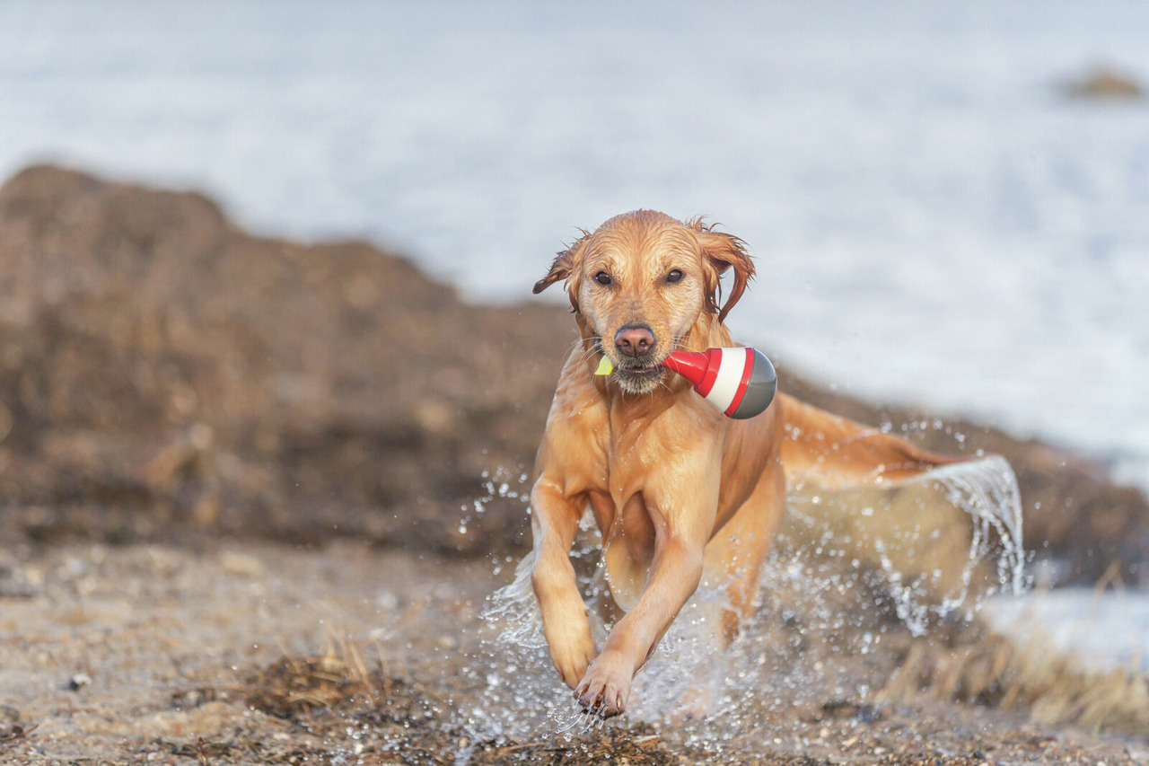 Ein Golden Retriever rennt durch flaches Wasser an einem felsigen Strand und trägt ein rot-weißes TRIXIE Hundespielzeug im Maul. Das Spielzeug ist speziell für Hunde entwickelt und eignet sich ideal für Apportierspiele im Wasser. Zielgruppe: Hunde. Geschm