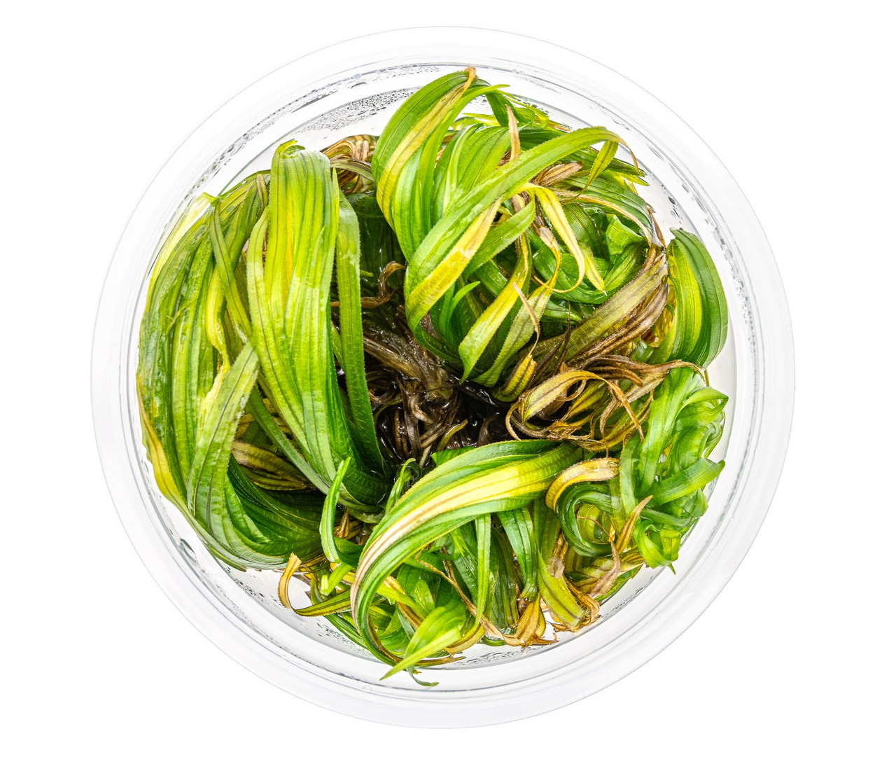 ALOHA Wasserpflanzen, für Aquarien, Dekoration & Sauerstofflieferant, gesunde Qualität, lang-schmale Blätter, grüne Töne.