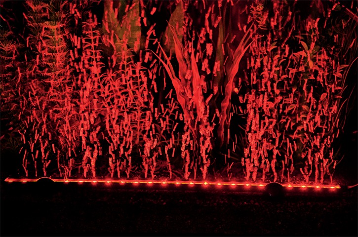 Das Bild zeigt das HOBBY Bubble Air LED-Lichtsystem in Aktion, das speziell für Aquarien entwickelt wurde. Die rote LED-Beleuchtung erzeugt eine eindrucksvolle Atmosphäre, während die aufsteigenden Luftblasen das Wasser mit Sauerstoff anreichern. Ideal fü