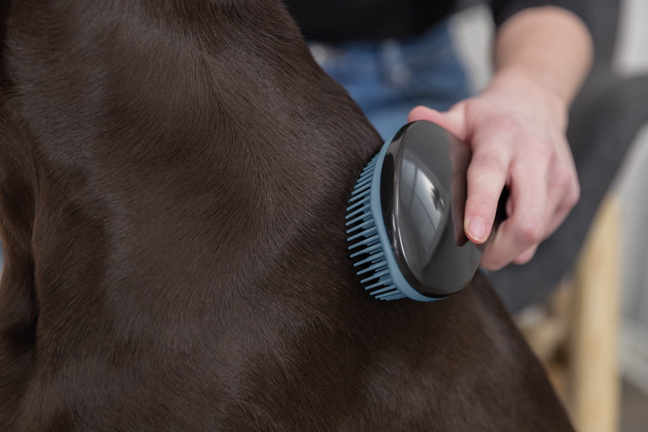 Auf dem Bild ist eine Person zu sehen, die mit der TRIXIE Pflegebürste für Hunde das Fell eines braunen Hundes bürstet. Die Bürste hat einen ergonomischen Griff und weiche Borsten, die für eine sanfte Fellpflege sorgen. Sie ist ideal für Hunde aller Größe