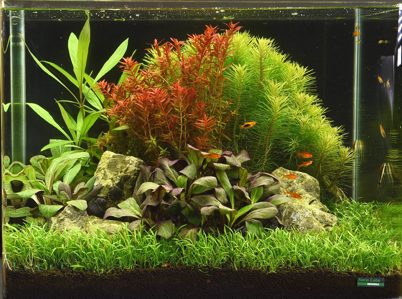 Das Bild zeigt ein üppig bepflanztes Aquarium mit verschiedenen Wasserpflanzen in Grün- und Rottönen. Im Vordergrund sind kleine Fische, vermutlich Guppys, zu sehen, die durch das klare Wasser schwimmen. Die Pflanzen sind dicht angeordnet und von Steinen 