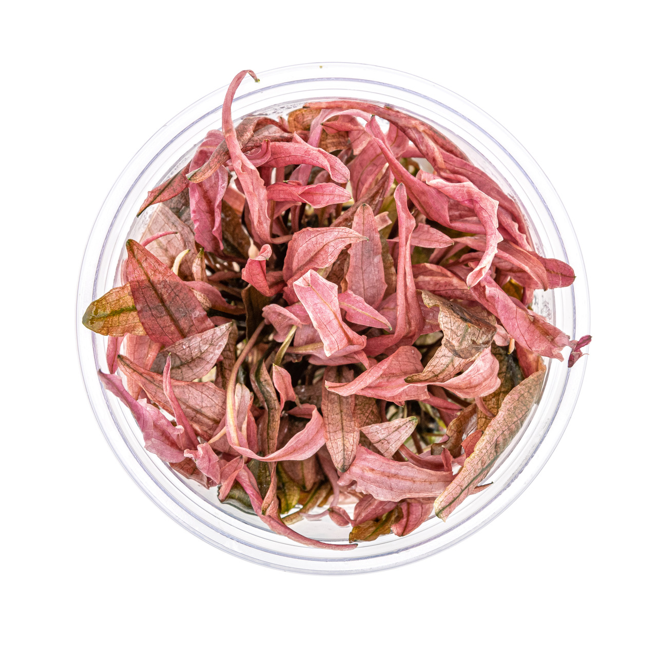 ALOHA Cryptocoryne FLAMINGO