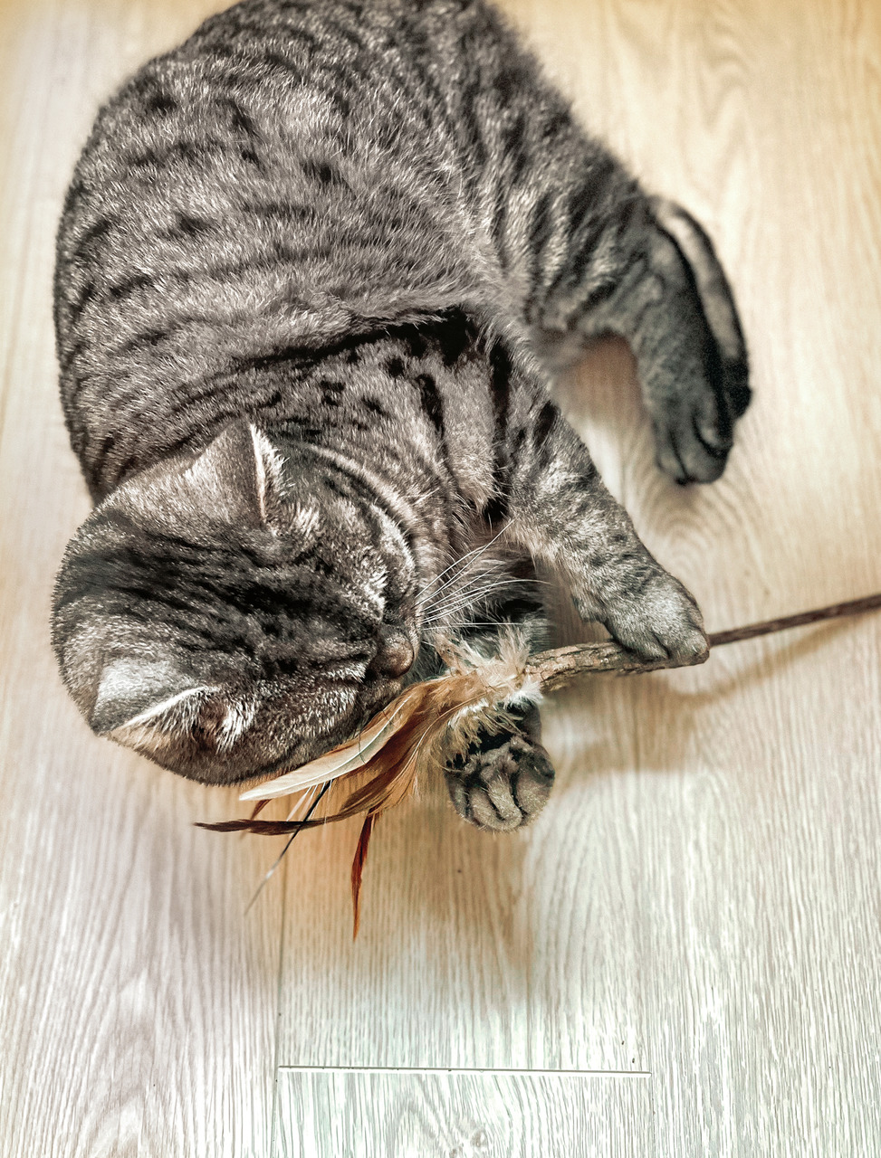 Aumüller Katzenspielzeug: Stab mit Federn, nat. Farben, für Katzen aller Altersgruppen, fördert Spieltrieb & Bewegung.