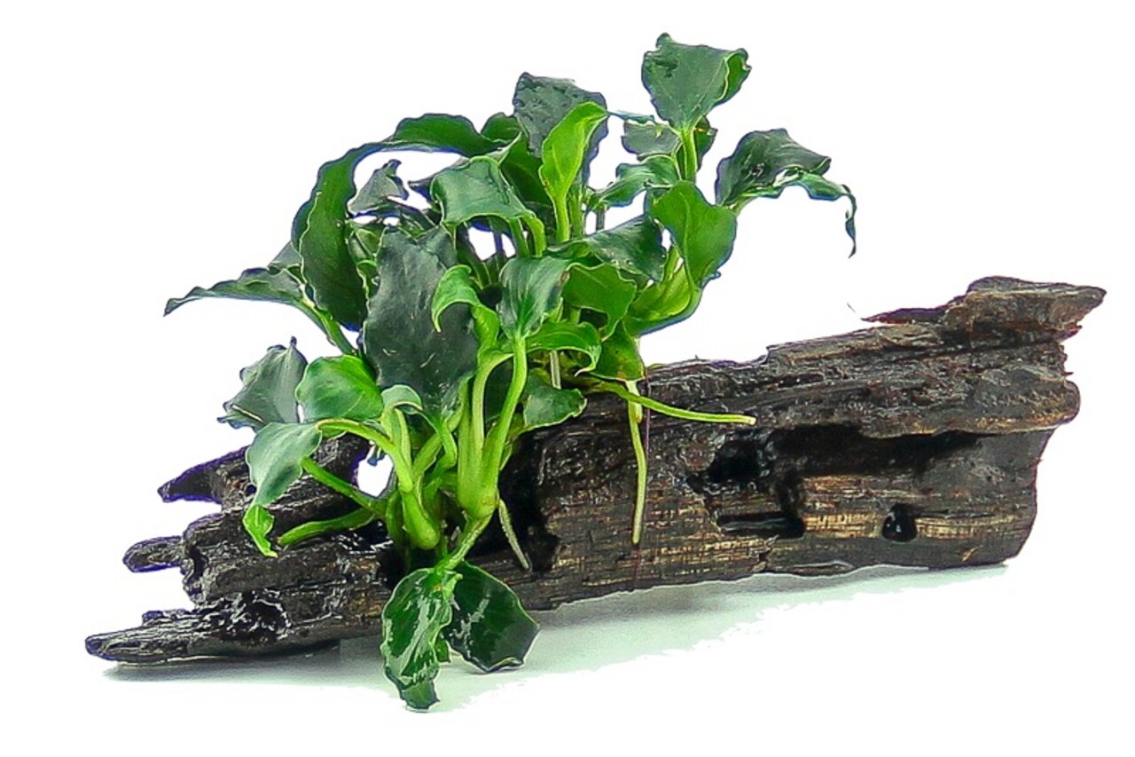 Das Bild zeigt eine dekorative Aquarienpflanze der Marke ALOHA, befestigt auf einem naturgetreuen Holzstück. Die Zielgruppe sind Aquarienbesitzer, die eine ästhetische und pflegeleichte Dekoration suchen. Die Pflanze hat sattgrüne Blätter und eignet sich 