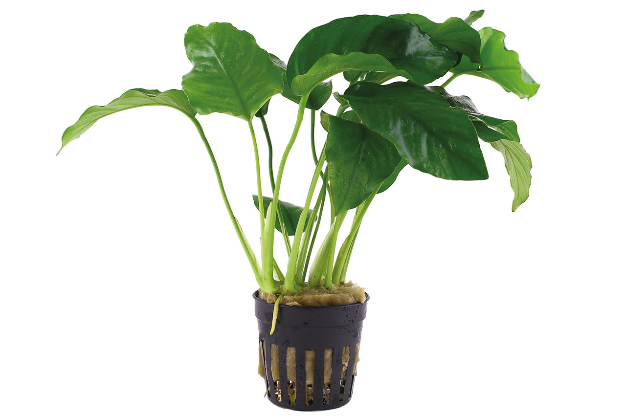Tropica Anubias barteri var. nana, für Süßwasseraquarien, robust & pflegeleicht, im Topf mit Substrat.