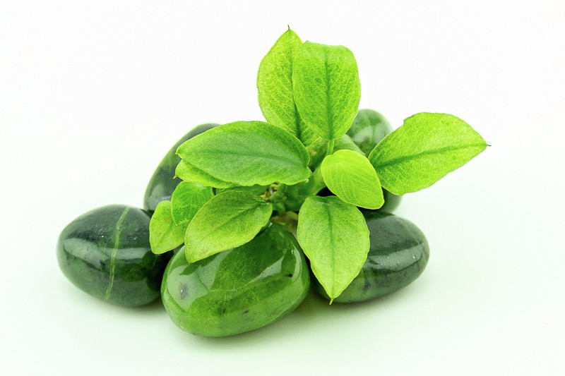 Nahaufnahme von glänzenden, dunkelgrünen Steinen mit frischen, leuchtend grünen Blättern auf weißer, neutraler Oberfläche.