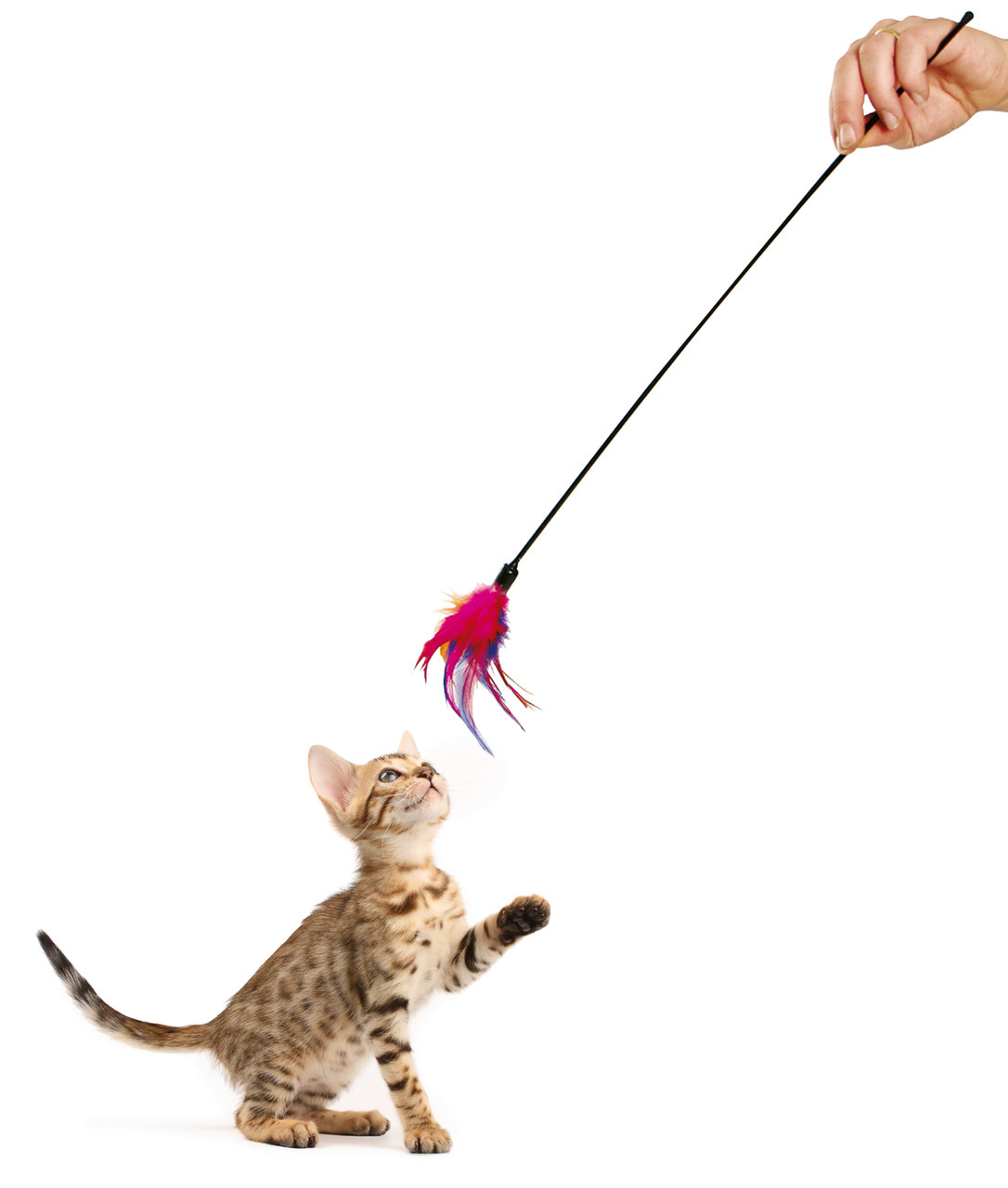 Das Bild zeigt ein verspieltes Kätzchen, das mit einer Katzenspielangel der Marke Karlie interagiert. Die Angel ist mit bunten Federn in Rot, Lila und Pink ausgestattet und wird von einer Hand gehalten. Dieses Spielzeug ist ideal für Katzen jeden Alters u