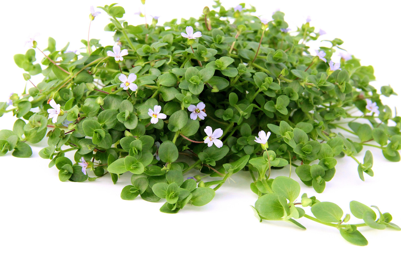 Nahaufnahme der Bacopa monnieri (Brahmi): dichte grüne Blätter, violett-weiße Blüten, Zierpflanze & traditionell medizinisch genutzt.