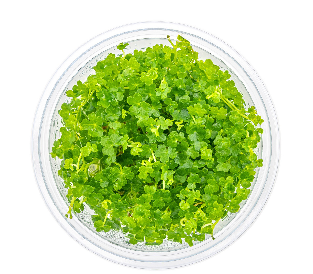 ALOHA Wassermoos, dicht gewachsen, leuchtend grün, für Aquarien/Terrarien, schafft nat. Umgebung, rundes Gefäß, transparent.