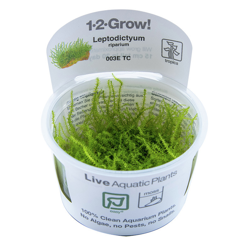 Tropica 1-2-Grow! Leptodictyum riparium, moosartige Pflanze f. Aquarienbesitzer, „100 % sauber“, ohne Algen/Schädlinge, im Becher.