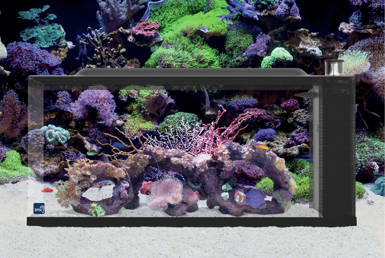 TMC  The First Wave 78l Aquarium Bild 5