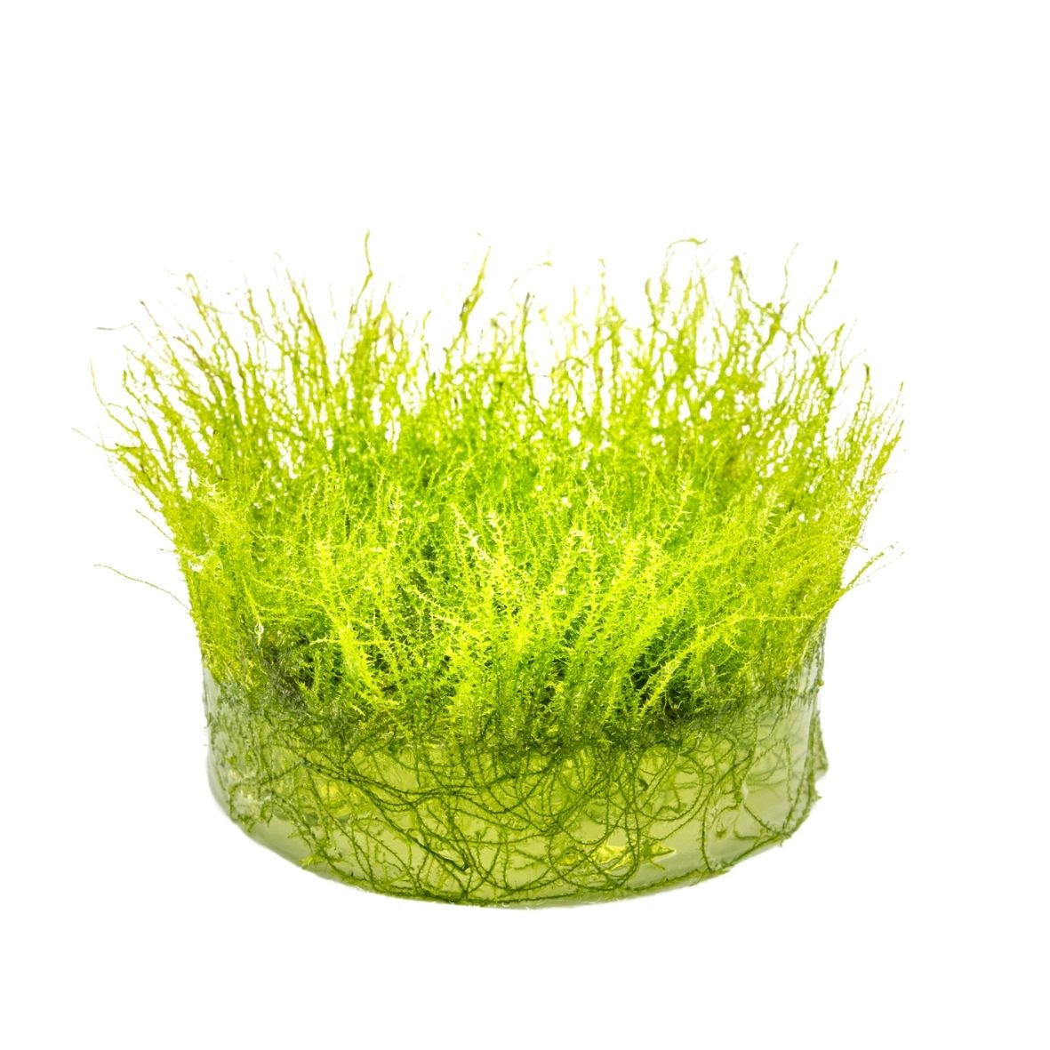 ALOHA Amblystegium serpens Cup C102