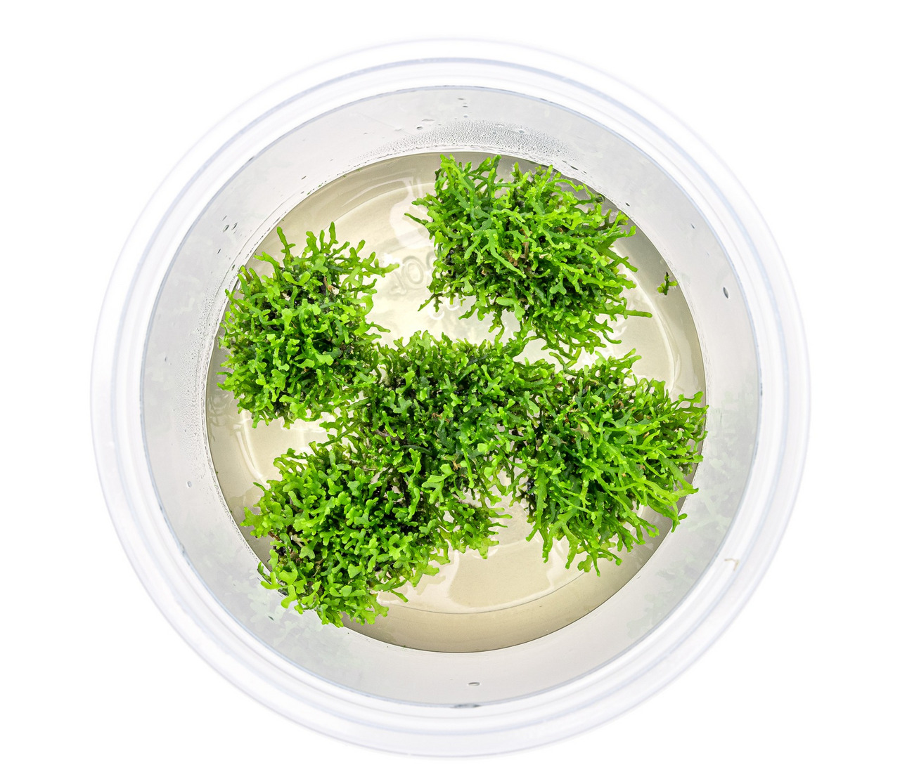 Das Bild zeigt eine transparente Kunststoffdose mit grünem Javamoos (Taxiphyllum barbieri), das in einer klaren Flüssigkeit schwimmt. Dieses Produkt ist für Aquarienliebhaber geeignet und dient als Dekoration sowie als Versteckmöglichkeit für Fische und G
