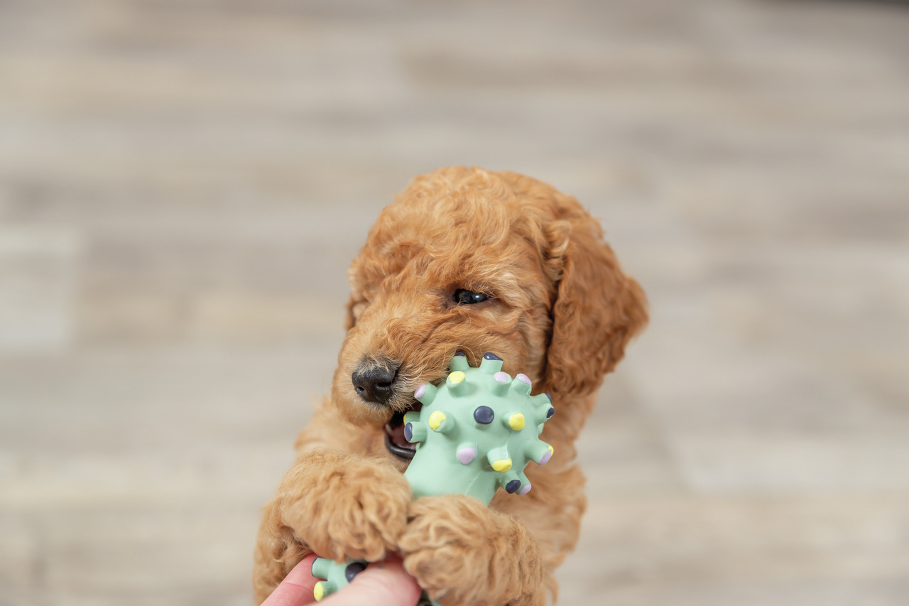 TRIXIE Hundespielzeug, mintgrün mit bunten Noppen, für Welpen & kl. Hunde, Zahnpflege & Spielspaß, geschmacksneutral, 1 Stk.