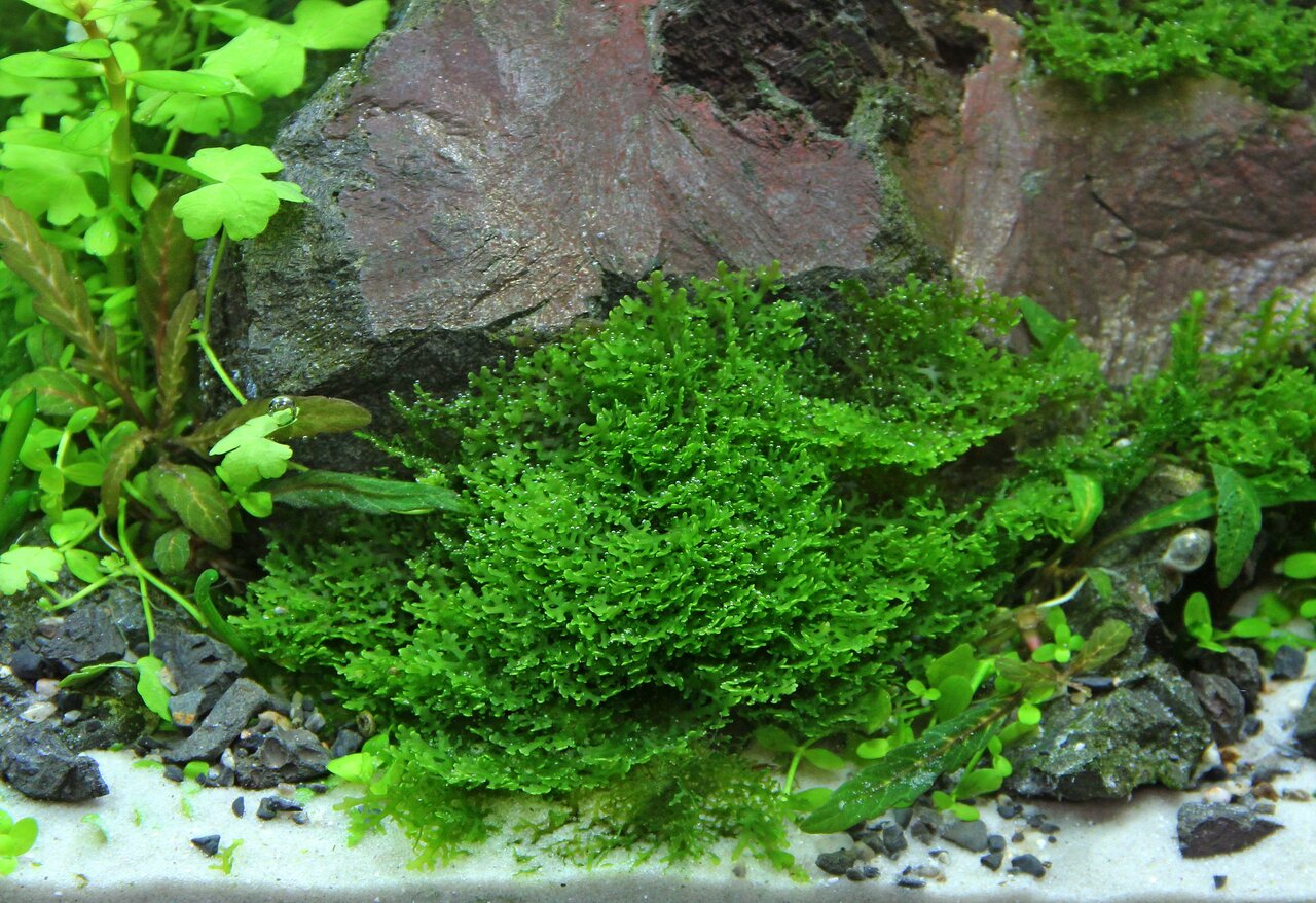 Das Bild zeigt ein üppiges Aquarium mit einem Fokus auf das Moos "ALOHA", das sich in sattem Grün präsentiert. Es wächst dicht auf einem dekorativen Stein und wird von weiteren Wasserpflanzen umgeben. Ideal für Aquarienliebhaber, die eine natürliche und l