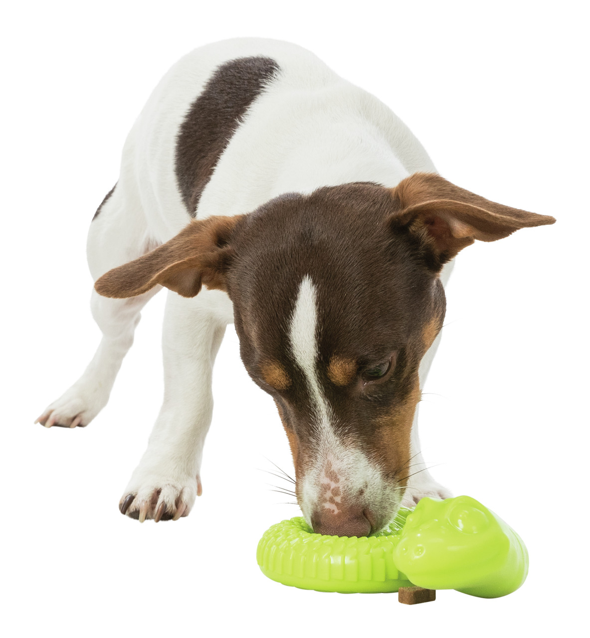 TRIXIE Kauspielzeug für Hunde, Krokodil-Form, Zahnpflege & Beschäftigung, Snack-Öffnung, stärkt Kaumuskulatur.