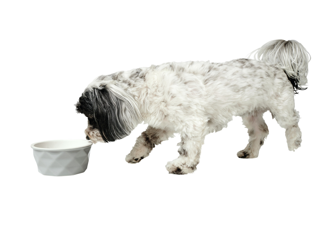 HUNTER Futternapf für Hunde, Keramik, stilvoll & funktional, weiß mit geometr. Muster, leer.