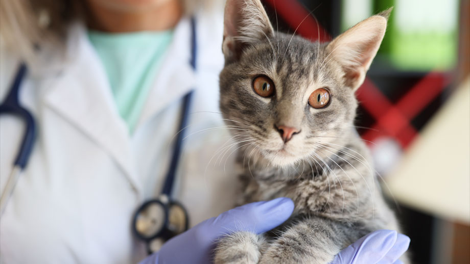 Graue Katze im Arm einer Tierärztin